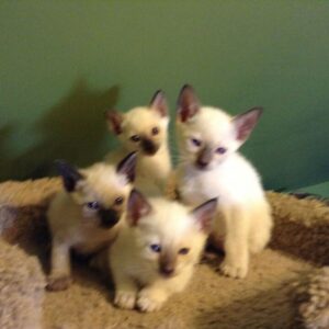 Gatitos Siamese 11
