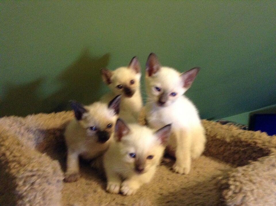 11.1 Sealed Point Siamese