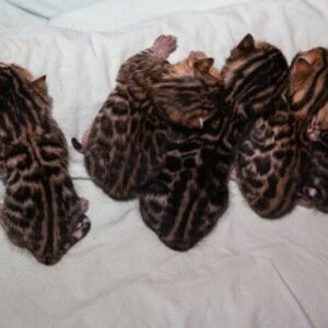 Gatitos Bengal 12