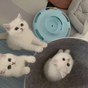 Gatitos British Shorthair 12