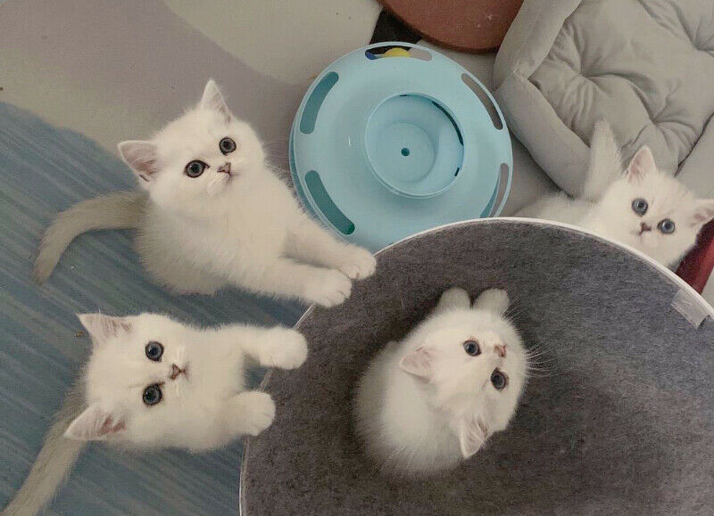 12.1 White BSH kITTS