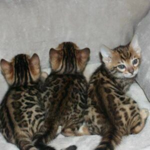 Gatitos Bengal 12