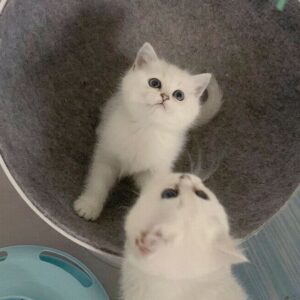 Gatitos British Shorthair 12