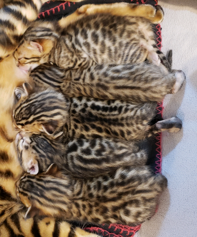 13.1 Rosettes bengals