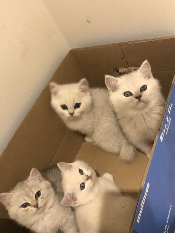 15. pLAY BSH kITTENS