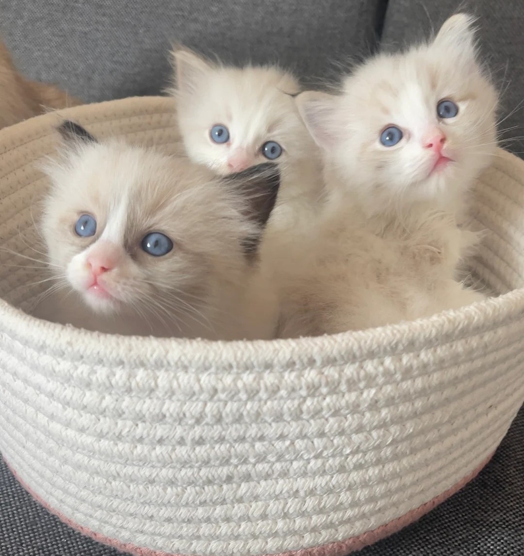 15.1 Beautiful Ragdoll Kittens Ready for