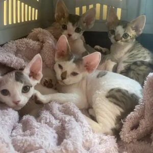 Gatitos Devon Rex 16