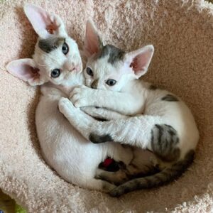 Gatitos Devon Rex 16