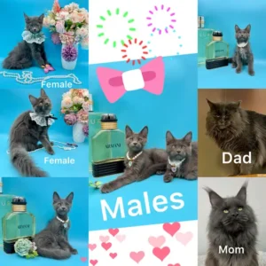 Gatitos Maine Coon 2