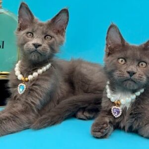 Gatitos Maine Coon 2