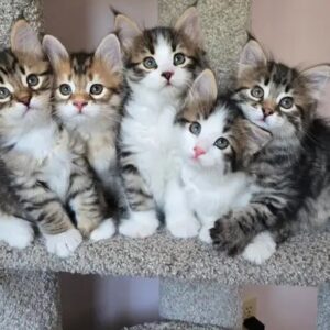 Gatitos Siberianos 20