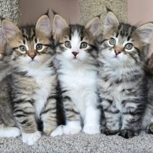 Gatitos Siberianos 20