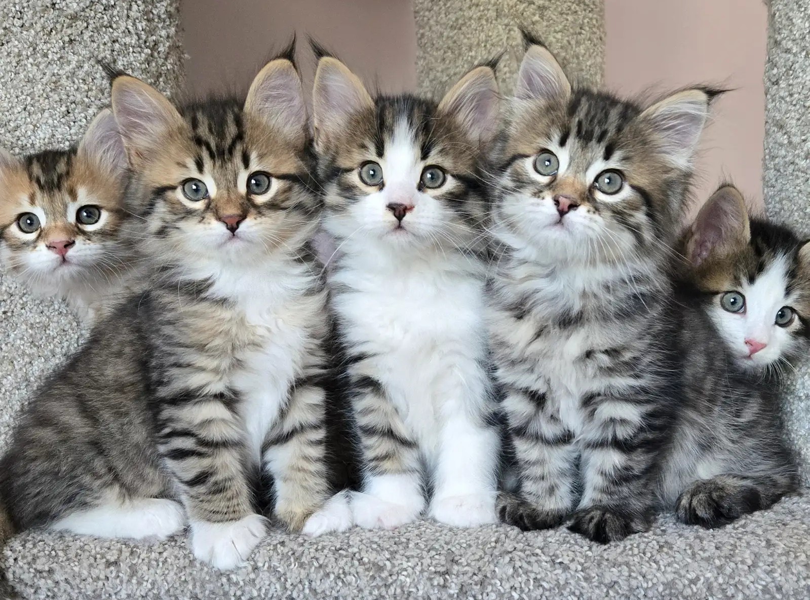 Read more about the article Consejos de Cuidado para Gatitos Reales de Raza Pura e Hipoalergénicos