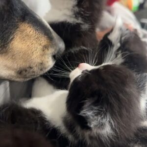 Gatitos Siberianos 21