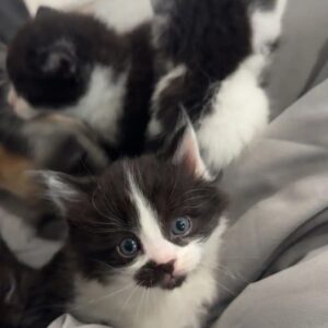 Gatitos Siberianos 21