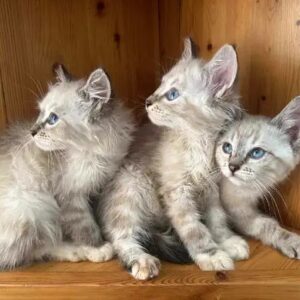 Gatitos Siberianos 22