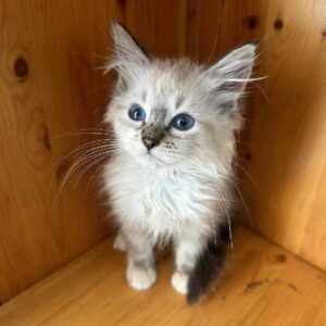 Gatitos Siberianos 22