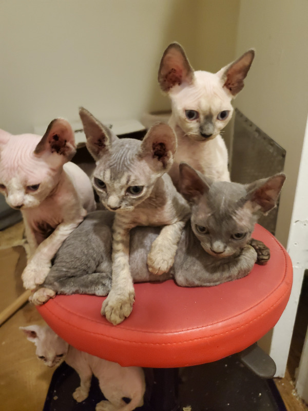 3.1 homely devon rex kittens