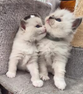 Read more about the article Fundamentos de la Cría de Pedigrí Real