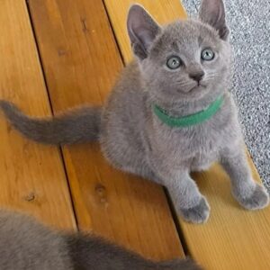 Adopción de Azul Ruso en Sevilla