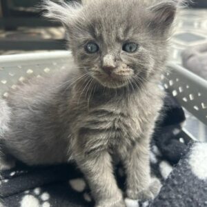 Adopción de Azul Ruso en Sevilla